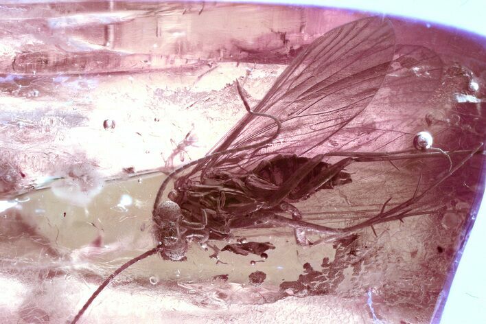 Detailed Fossil Caddisfly (Trichoptera) In Baltic Amber #325457